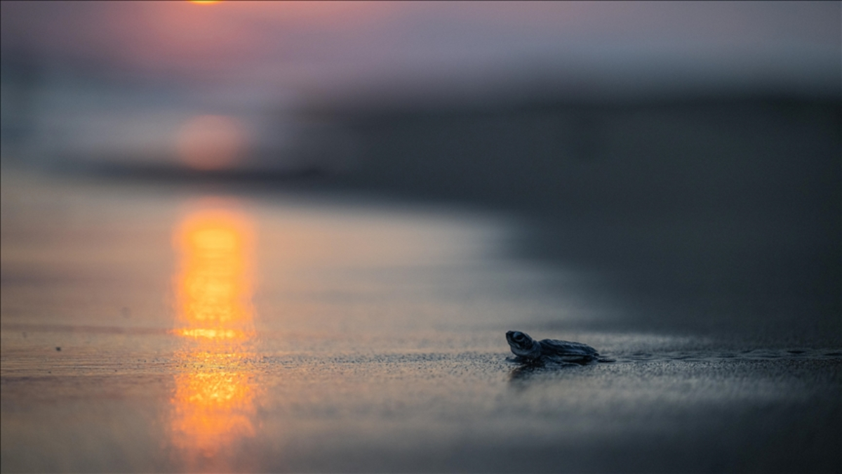 Mersin’de 210 bin kaplumbağa yavrusu denizle buluştu