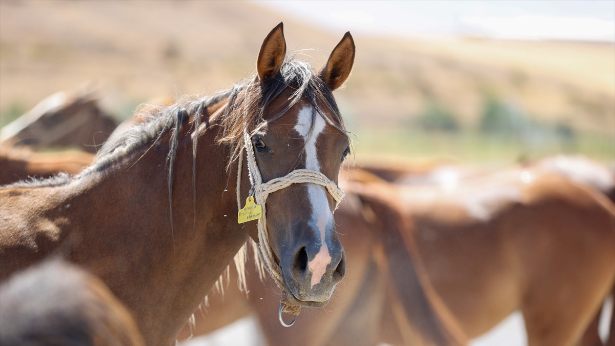 TİGEM, açık artırmayla satacak! Her biri servet değerinde