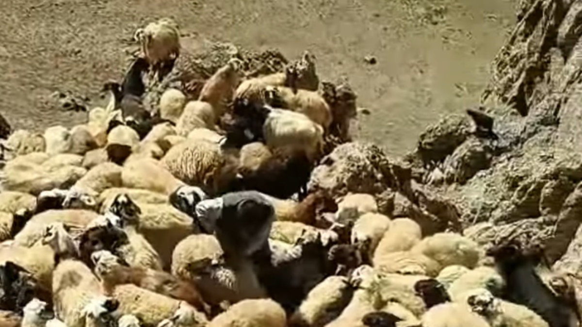 Van’da kurtların saldırdığı sürüde 70 koyun telef oldu