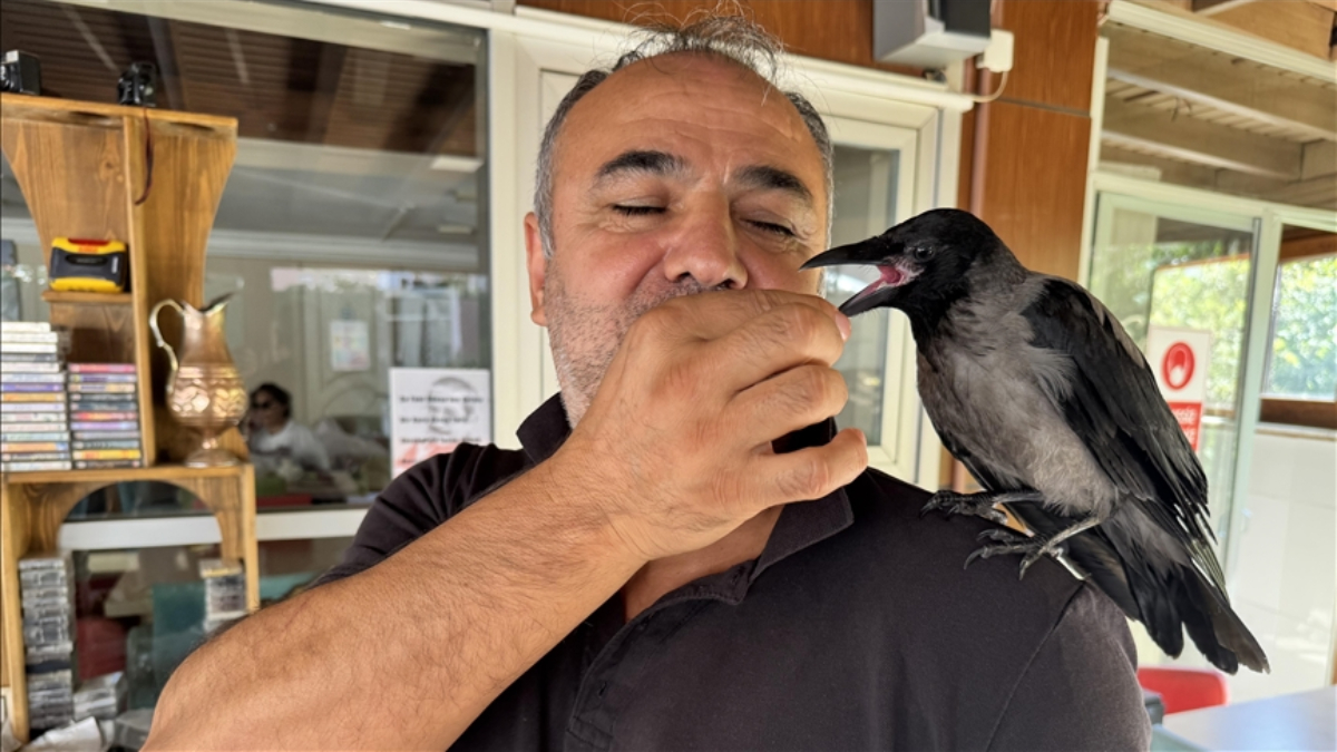 Yalova’da ‘Siyah’ isimli karga, pansiyonun maskotu oldu