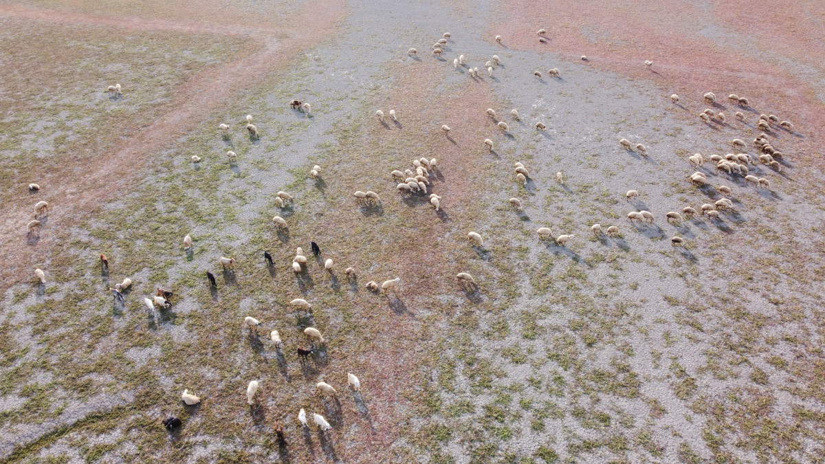 Yozgat’ta kuruyan baraj havzasında hayvanlar otlatılıyor