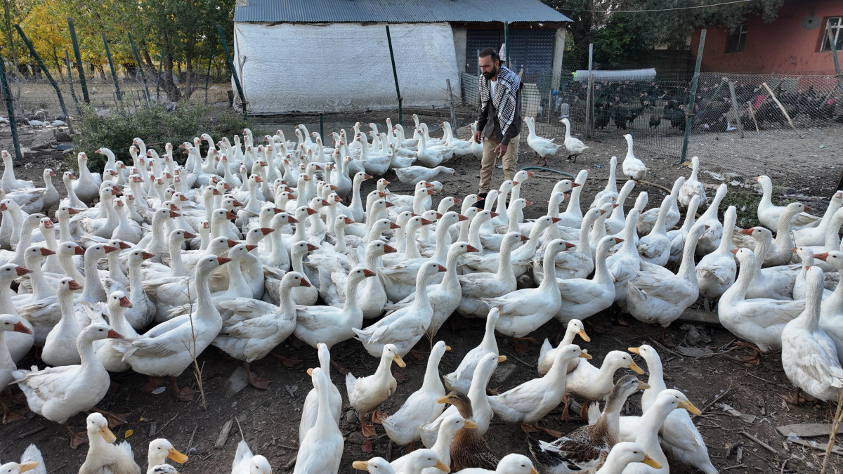 Ağrı’da ıslık sesiyle yüzlerce kanatlı hayvanı etrafına topluyor