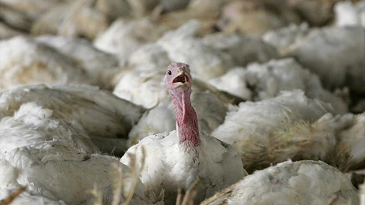 Almanya’da kuş gribi salgını: 180 binden fazla kümes hayvanı itlaf edildi