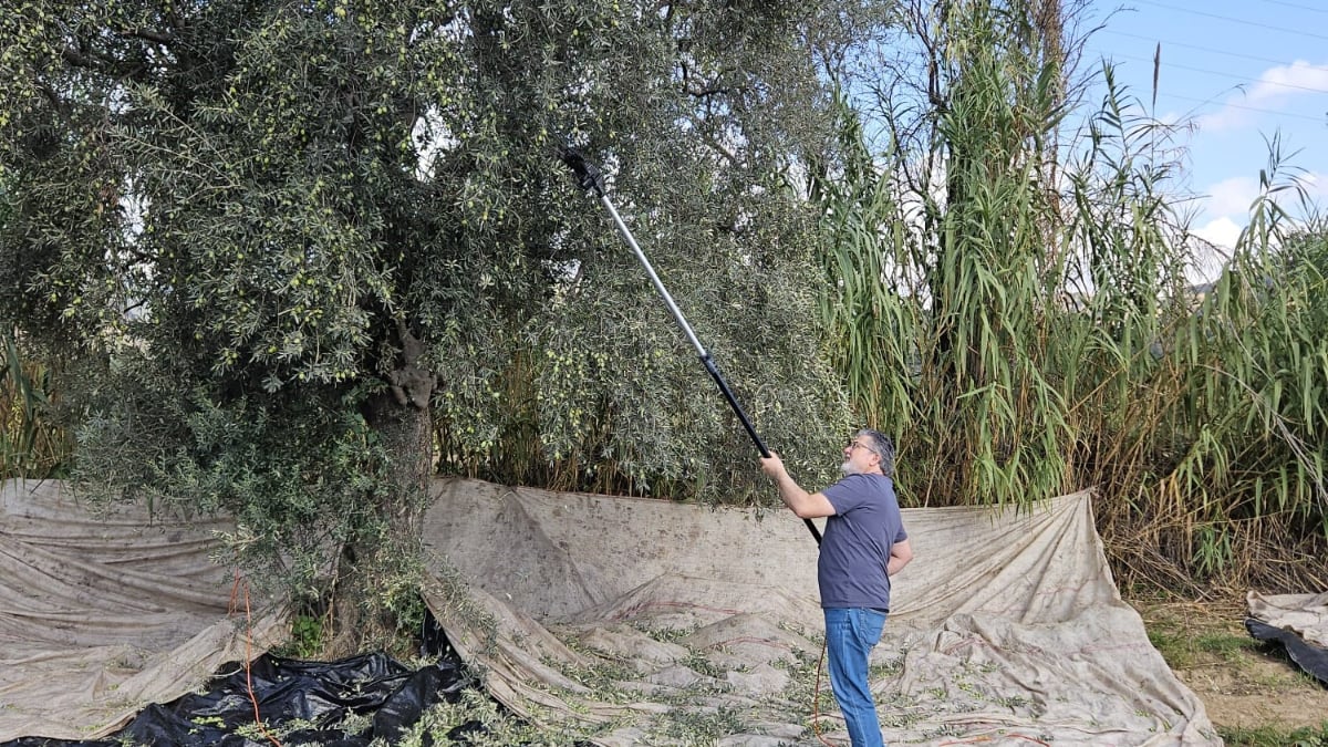 Aydın’da yağışların ardından zeytin hasadı başladı