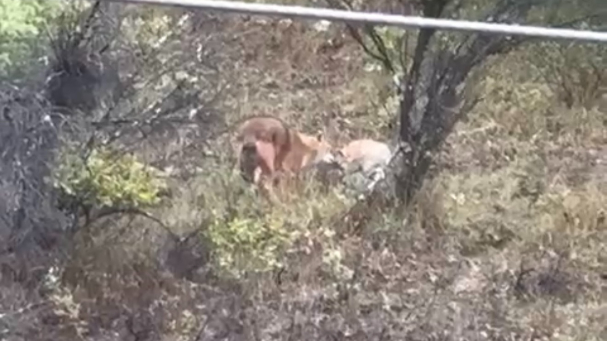 Bartın’da aç kurtlar kent merkezine indi