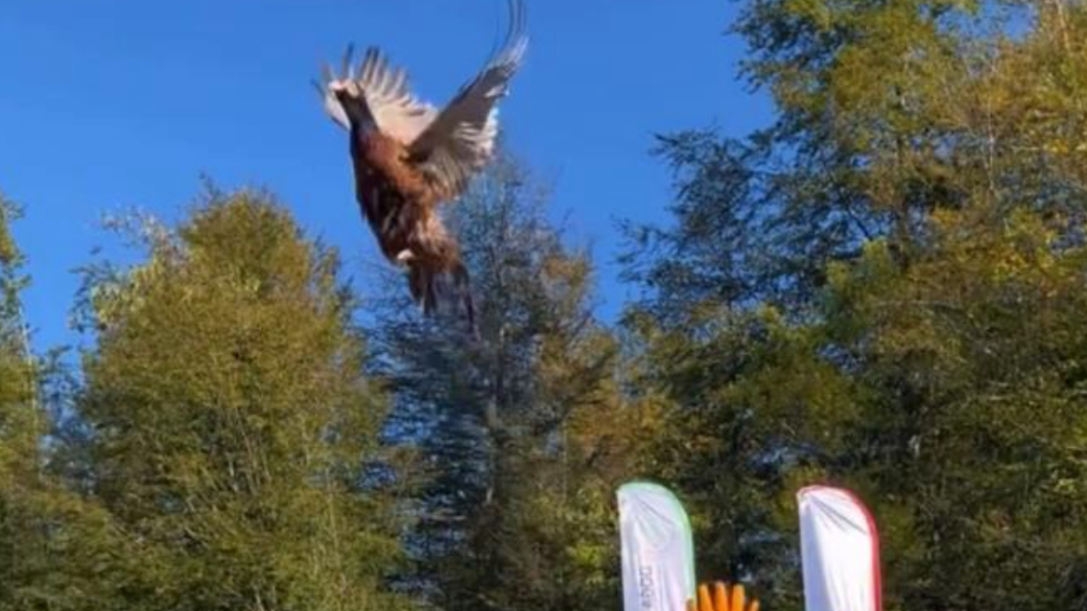 Bartın’da kokarca istilası ile mücadele: 250 sülün doğaya salındı