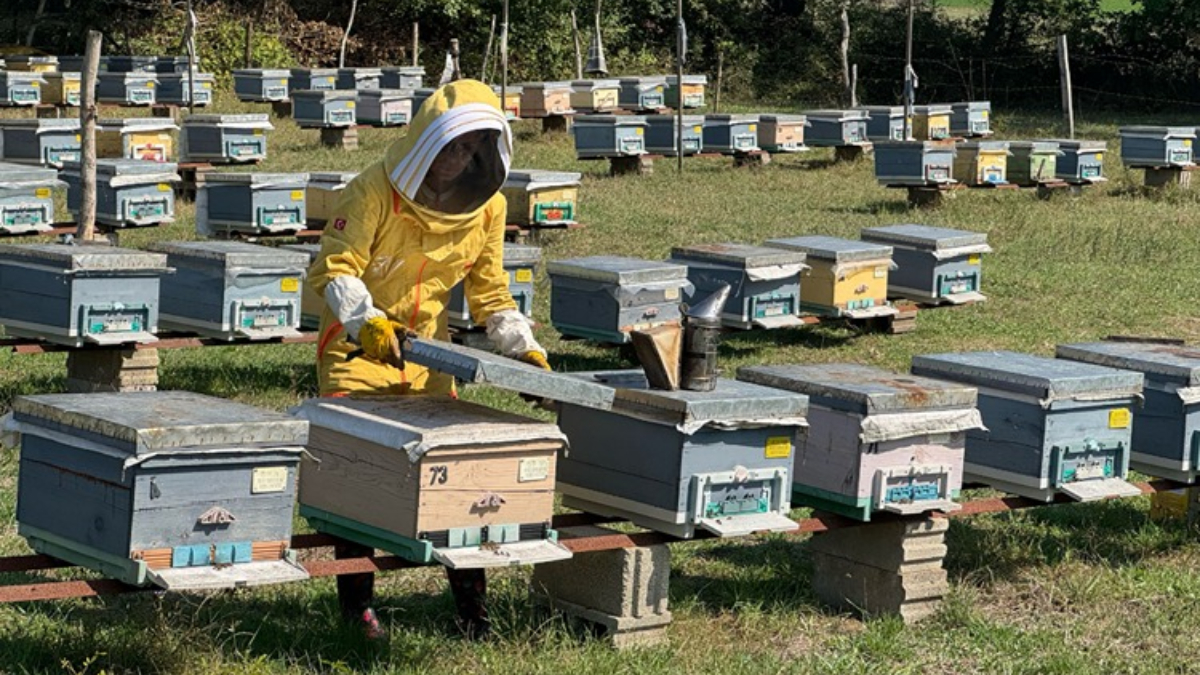 Bartınlı kadın arıcı, devlet desteğiyle başlattığı hobisini mesleğe dönüştürdü