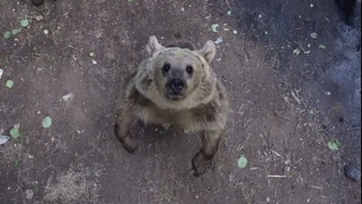 Bitlis’te ayıların dronla karşılaşmasında gülümseten anlar