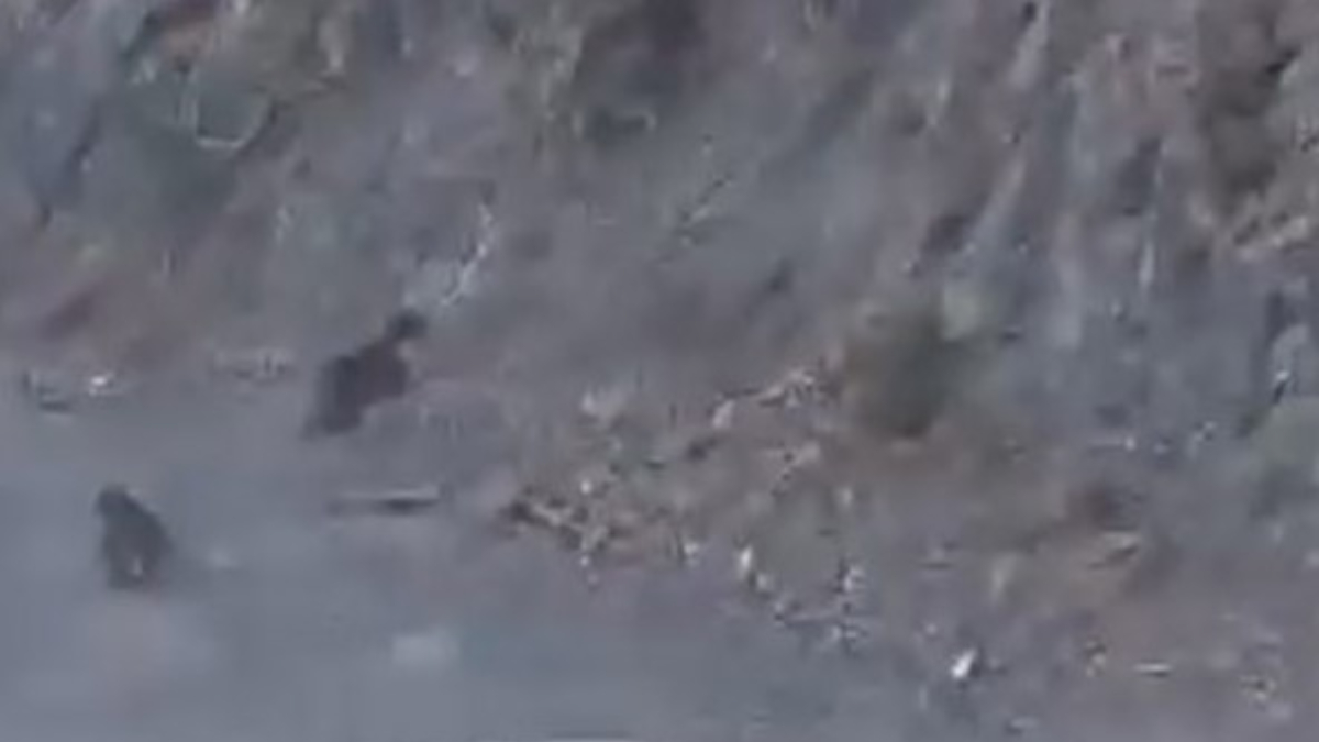 Bolu’da anne ayı ve yavrusu korkuyla dağa tırmandı