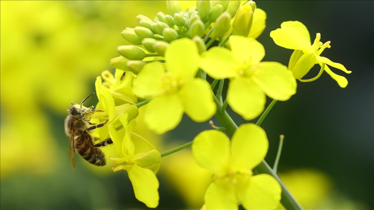 Çevreyi koruma için geliştirilen projelere destek
