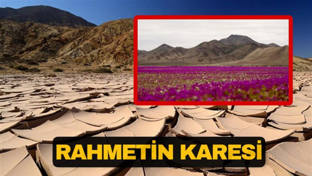 Dünyanın en kurak çölüydü; Çiçeklere büründü! İşte son hali…