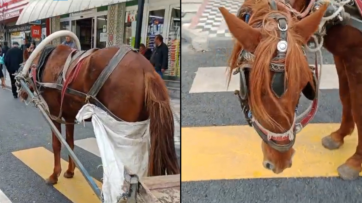 Edirne’de at arabasını yaya geçidine park eden kişiye para cezası uygulandı