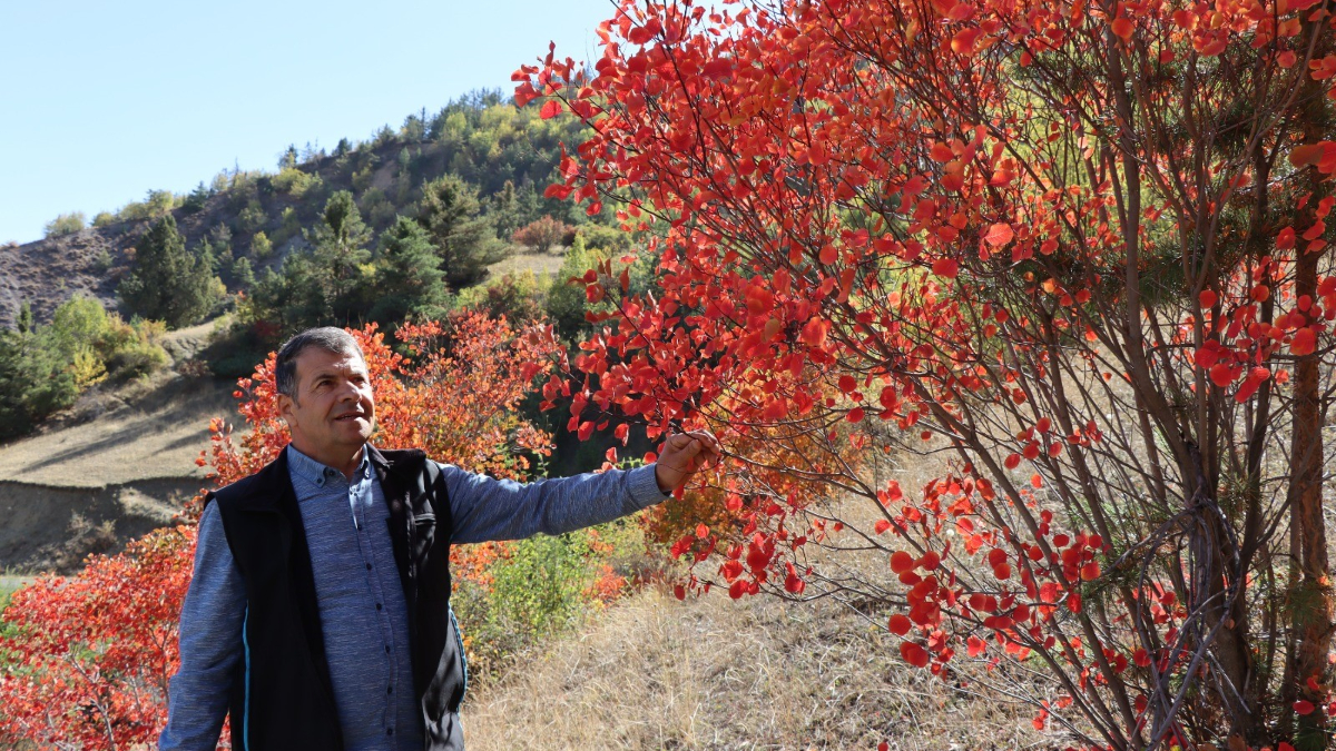 Erzurum’da Kaplaç Ağaçları doğayı kırmızıya boyadı