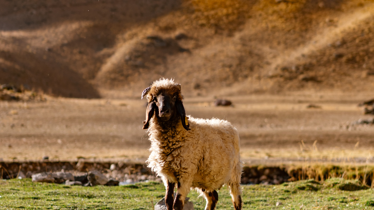 Hakkari artık terörle değil, doğasıyla anılıyor