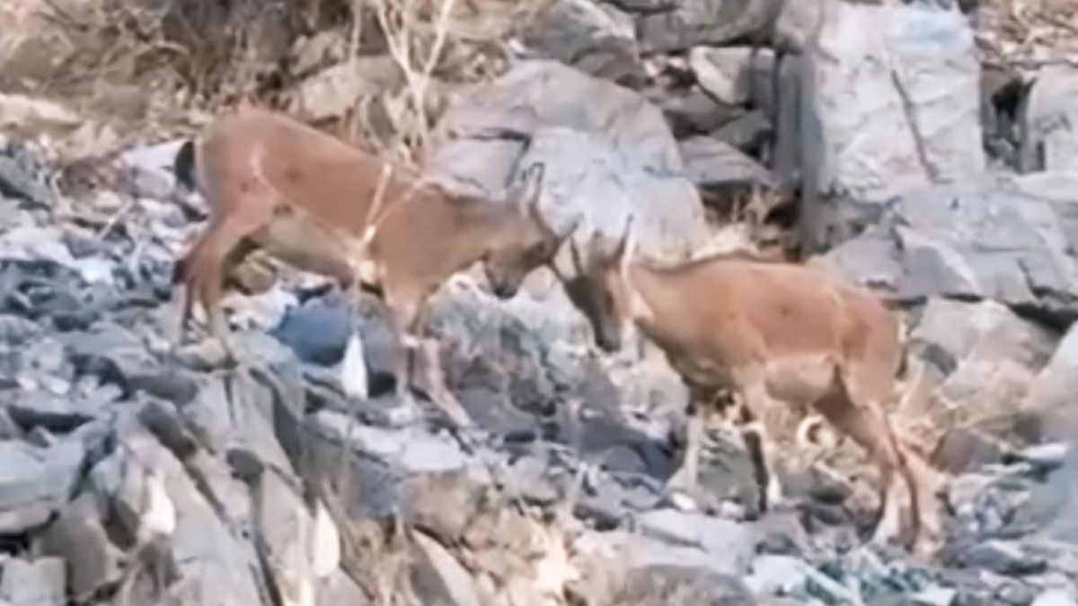 Hakkari’de yavru dağ keçilerinin kavgası