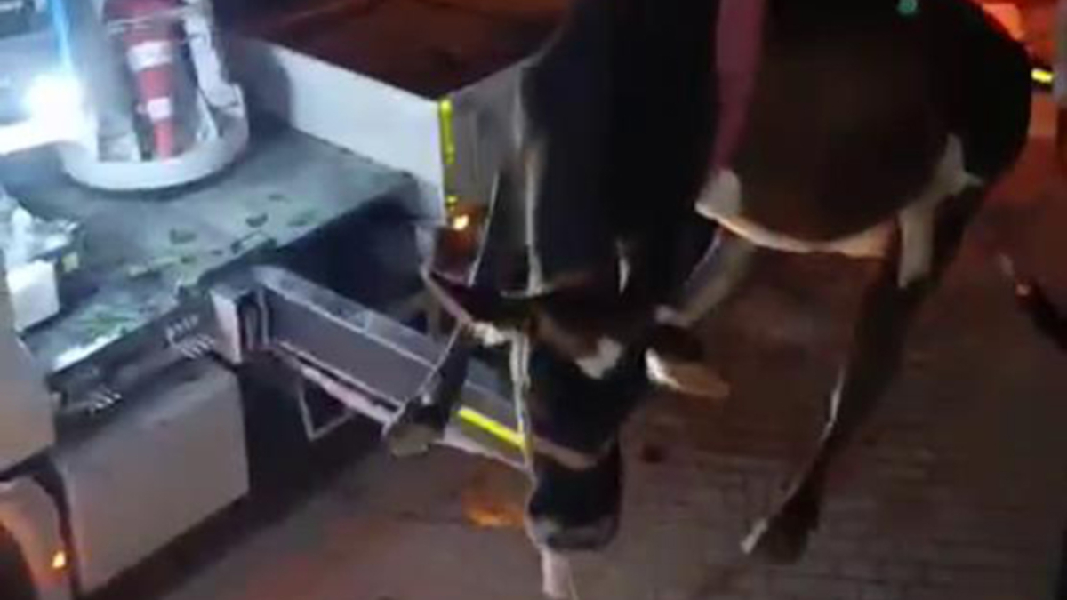 Hatay’da evin damında mahsur kalan inek vinçle kurtarıldı