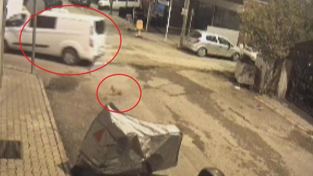 Hatay’da minibüs sürücüsü, ezdiği kediye aldırmadan yoluna devam etti