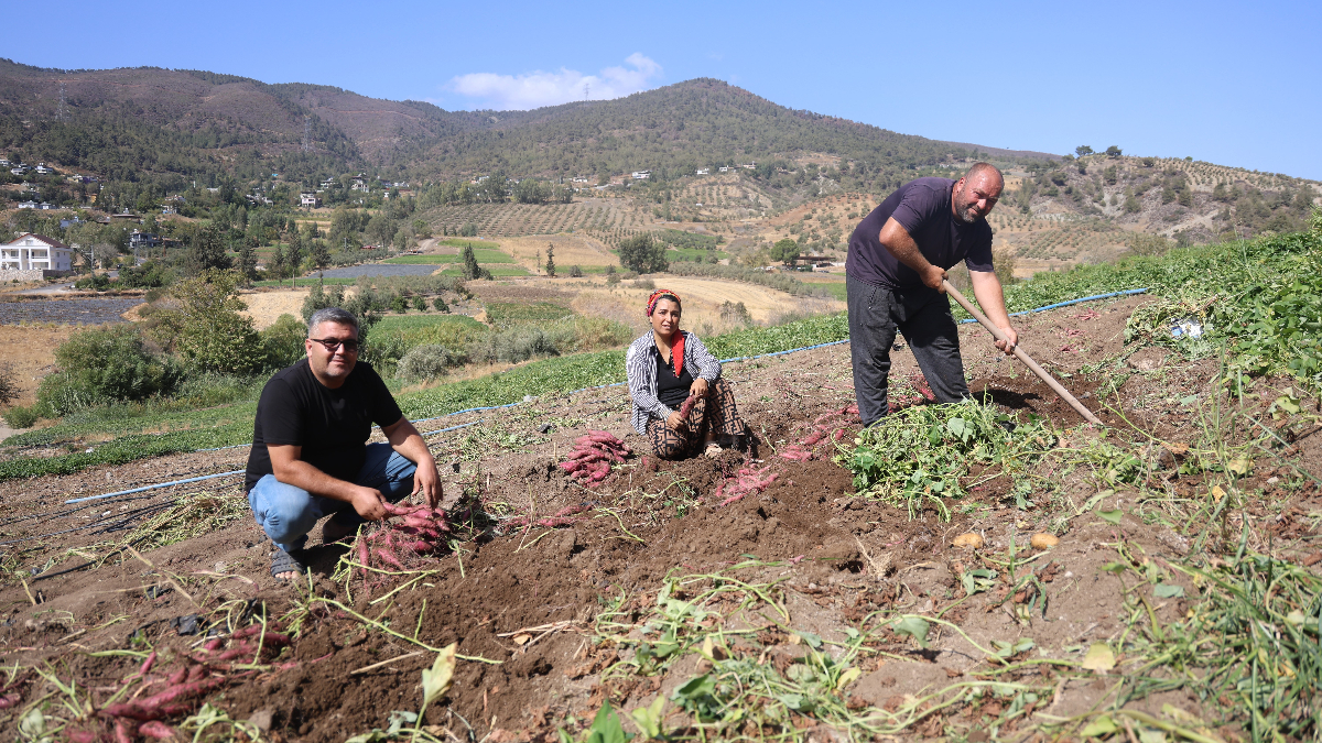 Hatay’da şifa deposu tatlı patateste hasat başladı