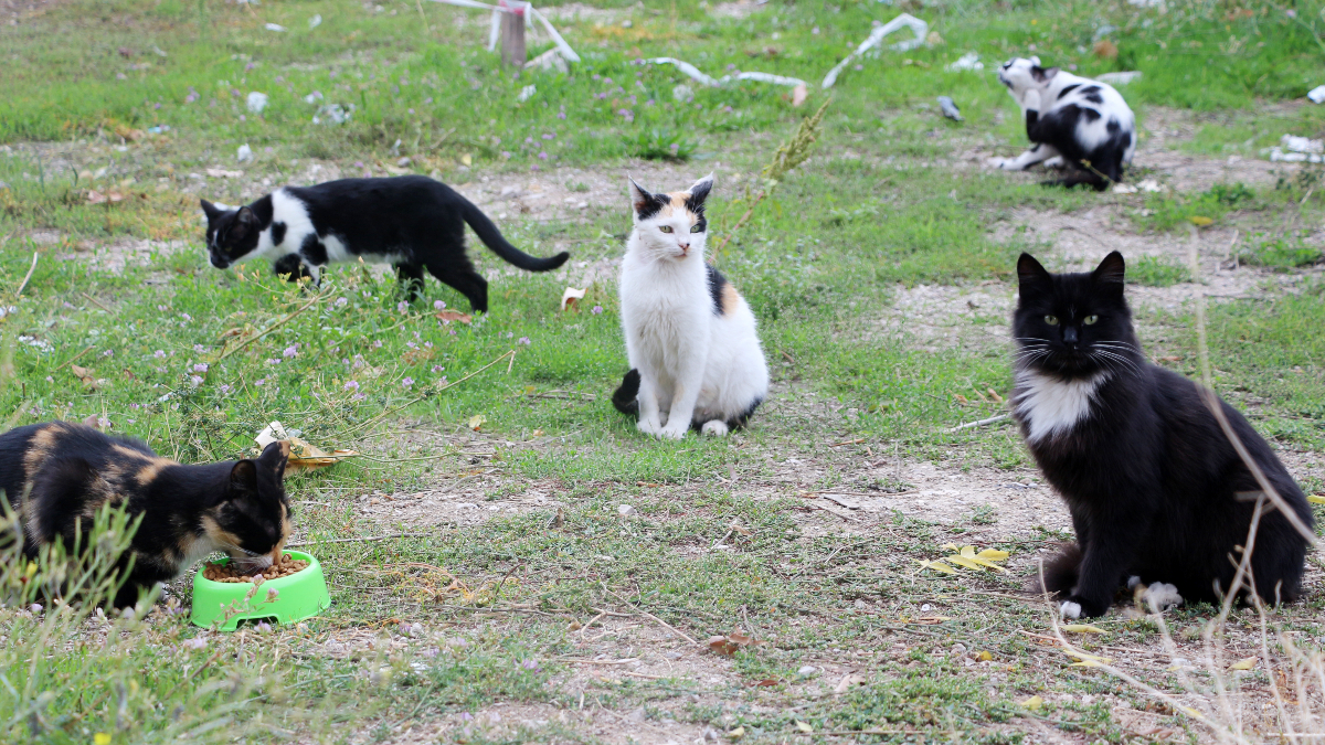 Isparta Valisi Abdullah Erin: Kedilerin pati ve kuyruklarının kesildiğine dair iddialar doğru değil