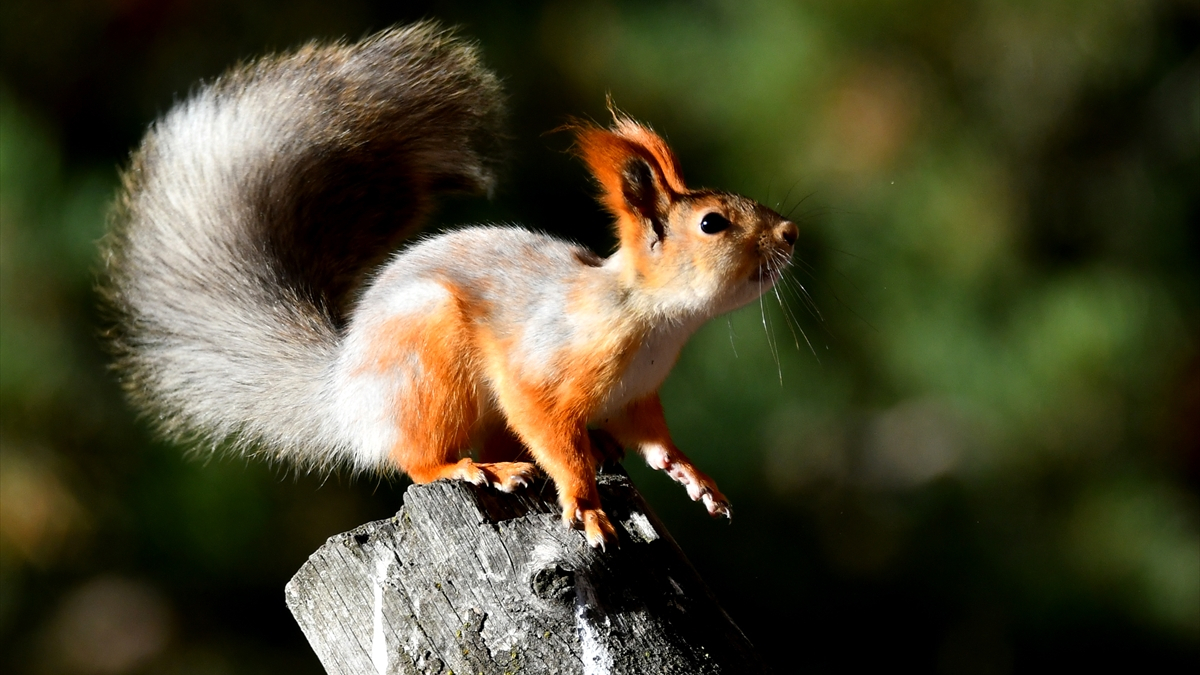 Kars’ta bahar havası: Yaban hayvanları ortaya çıktı