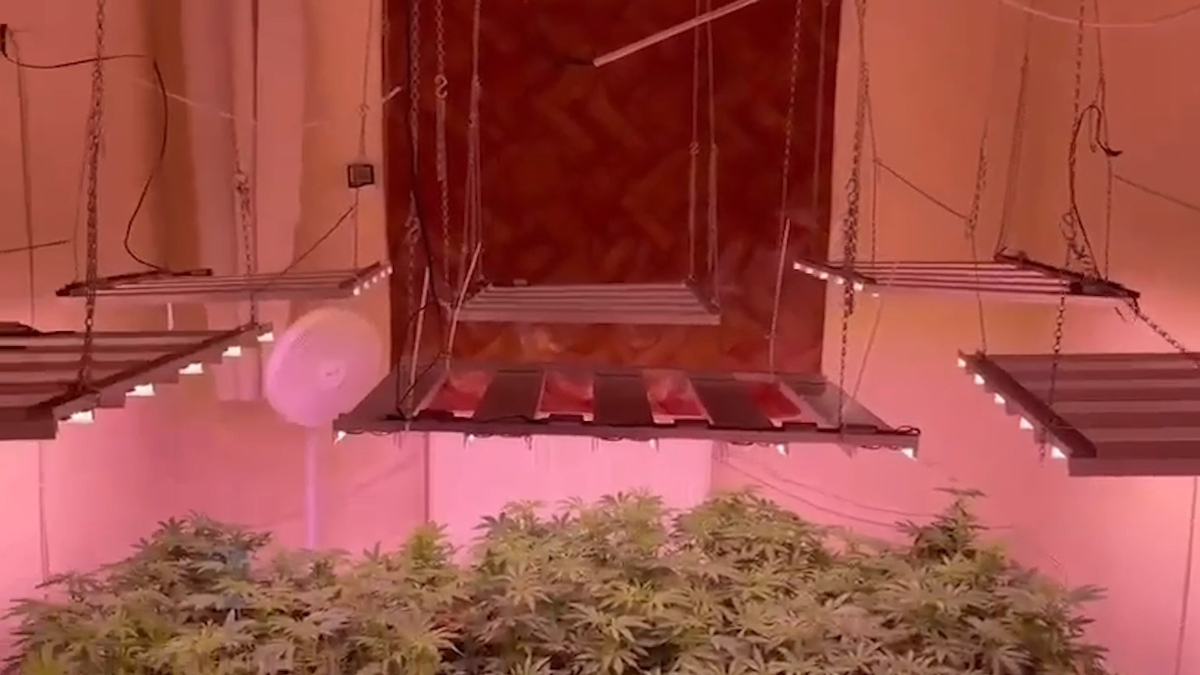 Kırıkkale’de kiralık evde kenevir yetiştirdi