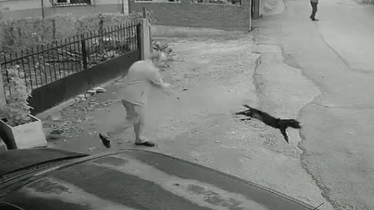 Kocaeli’de bir kişi yavru köpeği bahçesine girdi diye yere fırlattı