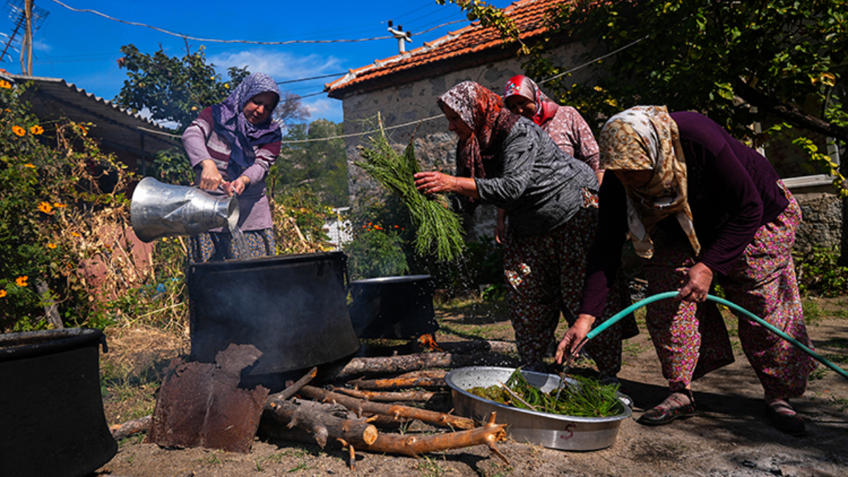 Kozak Yaylası’nın “Yeşil Denizi”nden şifa kaynağı: Çam kozalağı pekmezi