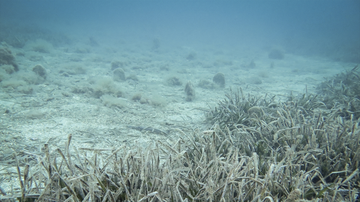 Marmara Denizi’nde müsilaj gözlemlenmedi