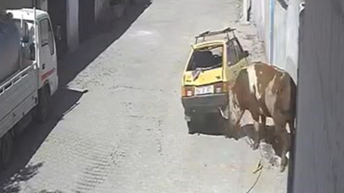 Nevşehir’de ahırdan kaçan kızgın boğa hırsını otomobilden çıkarttı