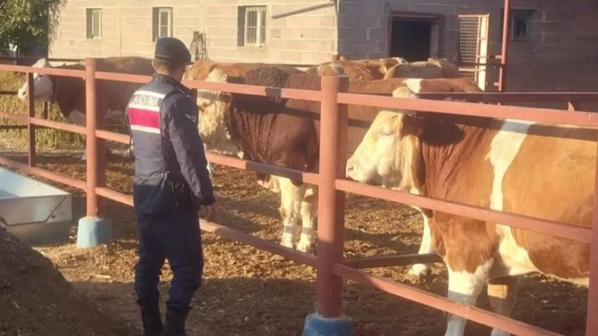 Nevşehir’de boğanın sıkıştırdığı yaşlı adam öldü