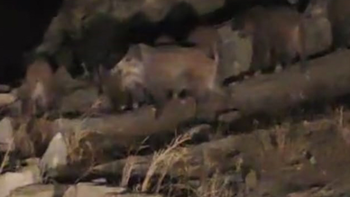 Van’da domuz sürüsü kırsal mahalleye indi