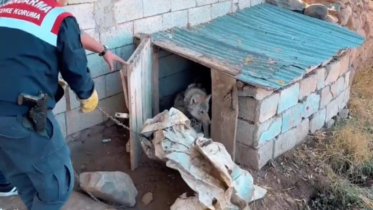 Van’da kurdu zincirle bağlayan şahsa 81 bin lira ceza kesildi