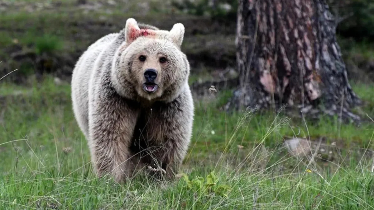 Japonya’da ayı alarmı: Trafik kazalarının sayısı rekor kırdı