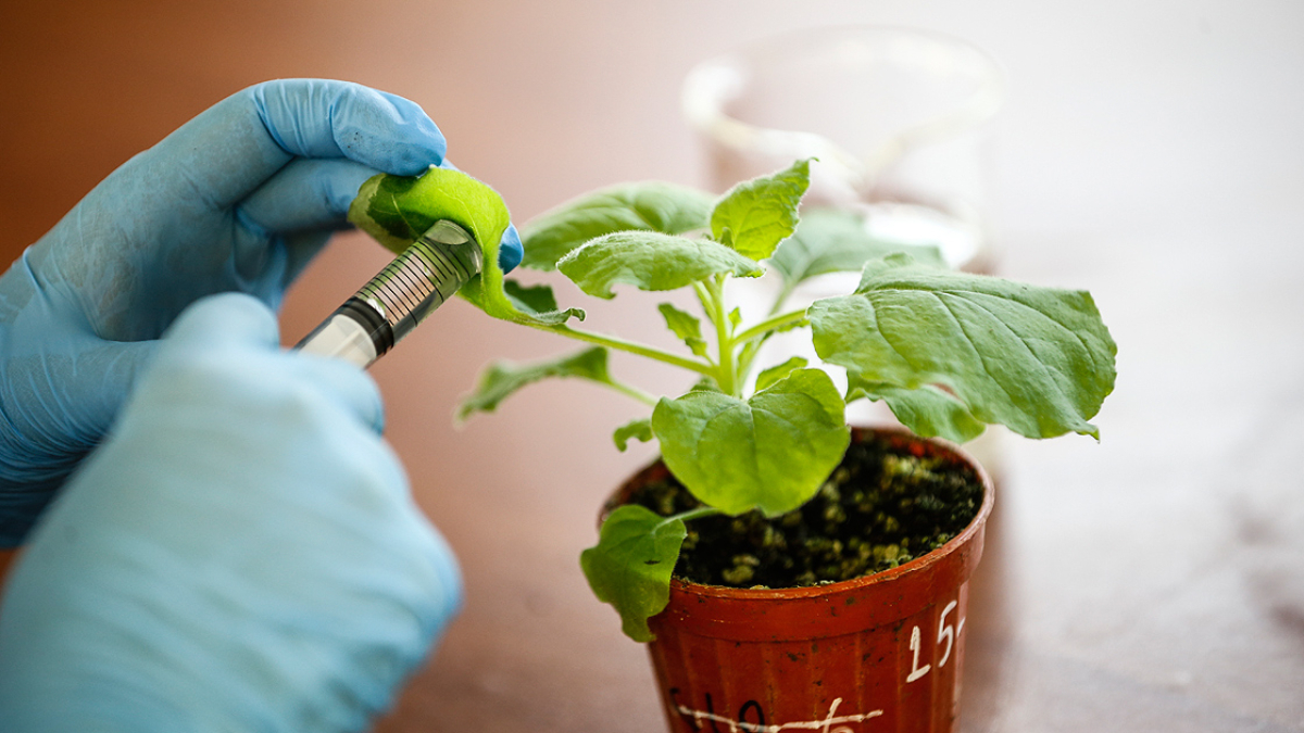 Soğuğa dayanıklı: İşte kasım ayında ekilecek/dikilecek bitkiler